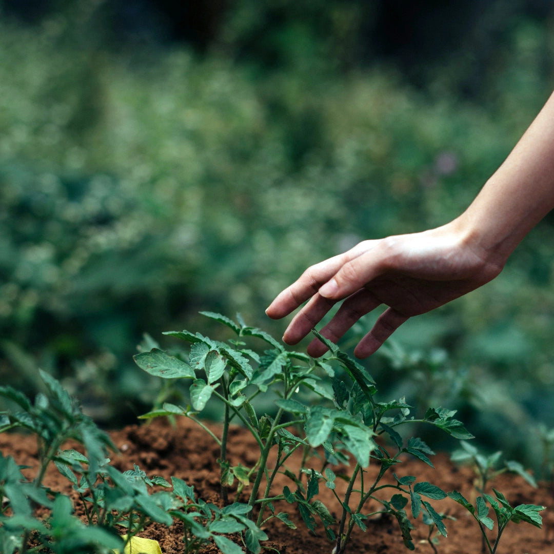 Hand gently touching a young plant in a garden setting