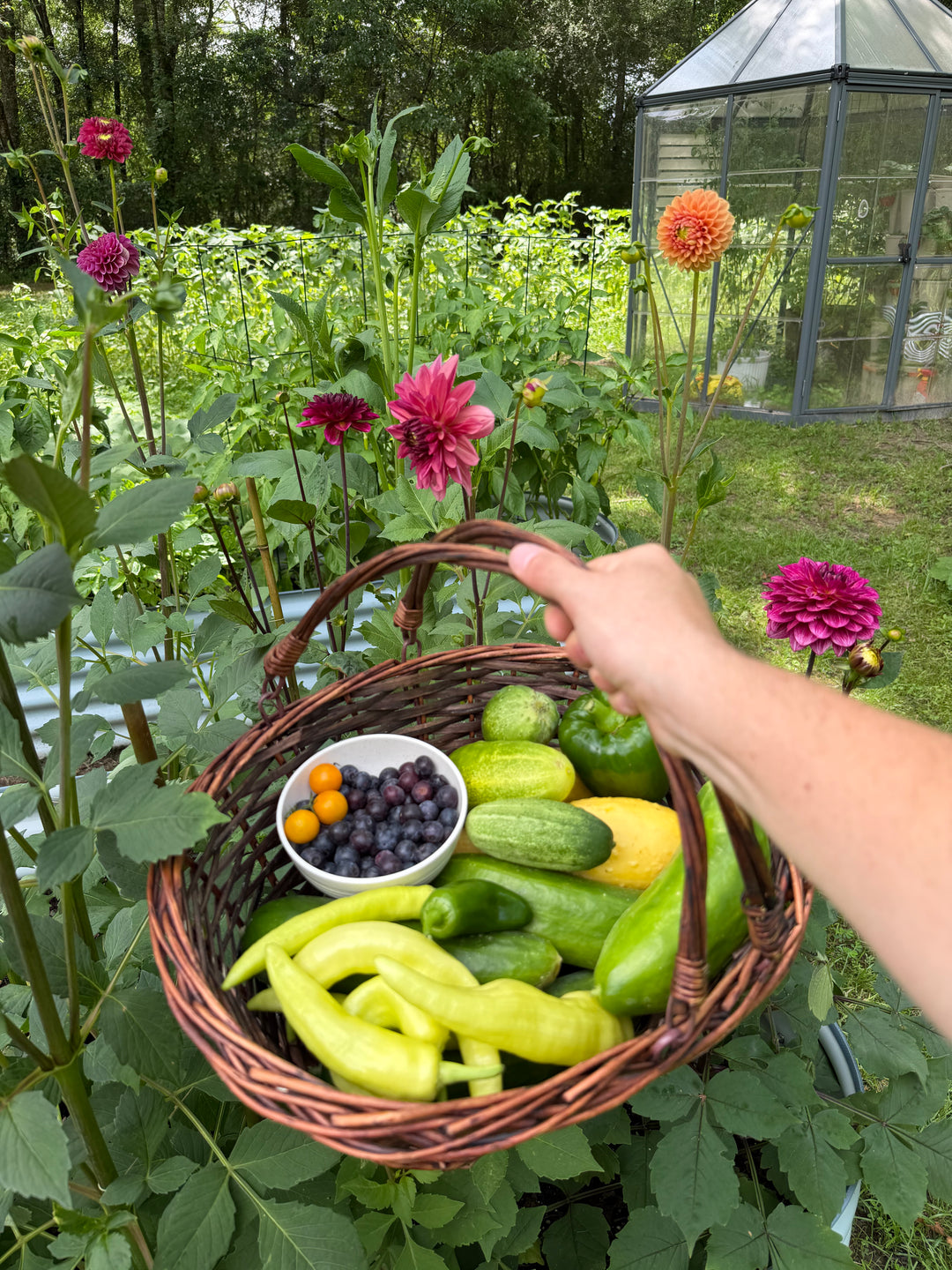 Hand reaching into a basket of fresh vegetables in a garden with flowers and a greenhouse in the background.
